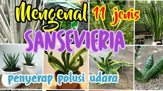 UPDATE 11 JENIS SANSEVIERIA dan Harga||Penyerap Polusi Udara