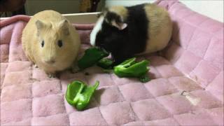 【モルモットのいる日常Pt.1】モルモット：奪われる野菜編　guinea pigs :  Lose Vegetables【Daily life to be Guinea pigs Pt.1】