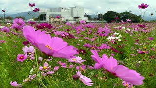 2020/10/12　見奈良のコスモス畑　見頃です！　～愛媛県東温市～