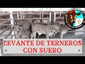 LEVANTE  DE TERNEROS CON SUERO