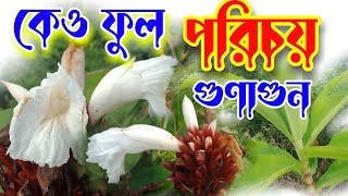 কেও,  কেওমূল, কেওয়াল, White costus,  Crépe Ginger,  Malay Ginger,  Cheilocostus speciosus, পরিচিতি