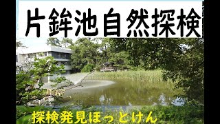 西宮片鉾池、阪急夙川駅、自然探検発見ほっとけん、関西【内山裕之】自然探検39