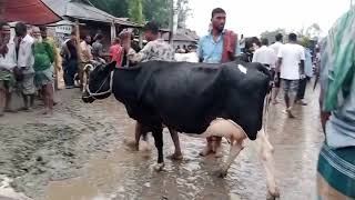 বৃষ্টির কারণে পিকনা গরুর হাটে হলিস্ট্রিয়ান ফিজিয়ান গাভী গাই গরু বাজারদর কম হওয়াতে গরু ফেরত