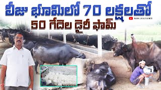 ఒక్క గేదే నుంచి 50 గేదెల ప్రస్థానం| Leased land Dairy farm | #smalldairyfarm #manalocalfarmer