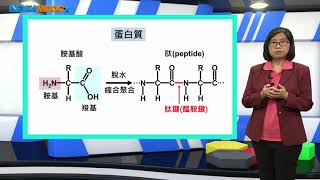 高中化學_選修化學V_生物體內的聚合物_基礎探索_周芳妃林克修