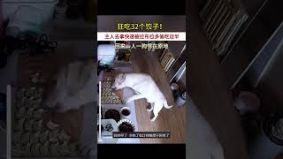 主人下楼拿快递，拉布拉多狂吃32个饺子 #记录 #狗狗 #funny