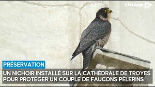 Un nichoir pour faucons pèlerins à la cathédrale de Troyes