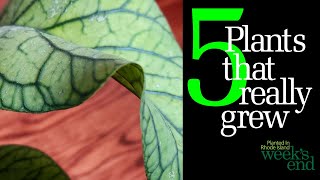 5 PLANTS THAT GREW MORE THAN EXPECTED - Hoya obovata, Hoya curtisii, Hoya meredi