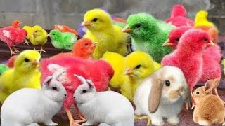 Wadidau ! ! Proses tangkap ayam warna Warni, Funny Animals video 2024