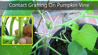 Contact Grafting on Pumpkin Vine Technique | Japanese Pumpkin Grafting Technology | @NoalFarms