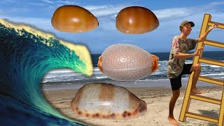 HUGE COWRY SEASHELL HAUL AT THE BEST BEACH IN AUSTRALIA! | How to Go Shelling DOWN UNDER! *PSYCHED*