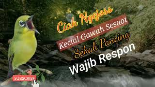 💥 CIAK CIAK JOSS BRINGAS KECIAL GAWAH SESAOT  ✅ Masteran kecial kuning speed rapat - KECIAL NGEJOS