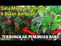 RAHASIA MENANAM RAMBUTAN DARI BIJI CEPAT BERBUAH PENDEK DAN LEBAT