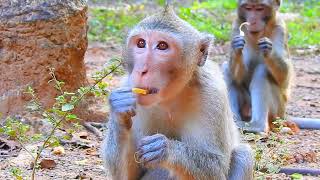 Monkeys actively come for food / Animal Post 2023