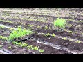 आडसाली ऊस ८६०३२ लागवड । sugarcane planting mini vlog farming sugarcane agriculture farmvlog