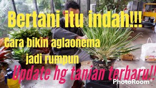 EDUKASI!!!! Cara bikin rumpun Aglaonema dg bahan yang masih muda.PRESENTASI TANIAN .HARGA TERBARU