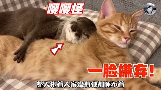 水獭被宠成“嘤嘤怪”，还爱上了橘猫，被拒绝后又追求成功