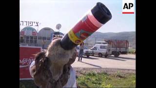 ISRAEL: BEER \u0026 COKE DRINKING CAMEL TURNS TOURIST'S HEADS