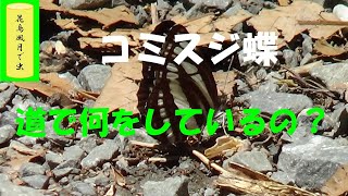 なぜか、今年はコミスジ蝶　林道上に多い