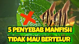 INDUKAN MANFISH TIDAK MAU BERTELUR?? | TERNYATA INI PENYEBABNYA | #ikanhias #manfish #ternakikan