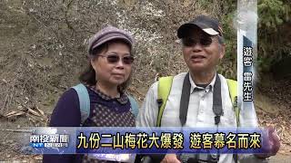 國姓九份二山梅花盛開 南投新聞