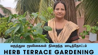 Herbal House Gardening |மாடித்தோட்டத்தில் இவ்வளவு வகை மூலிகை செடிகள் மற்றும் மரங்களா !