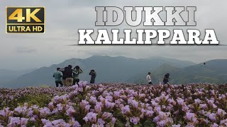 കള്ളിപ്പാറയിലെ നീല വസന്തം2022/IDUKKI KALLIPPARA 2022|KERALA TRAVEL PLUS|santhanpara|couples| family|