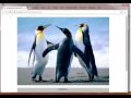 Image Classes in Bootstrap