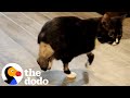 Two-Legged Cat Can't Stop Zooming | The Dodo