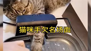 好奇害死猫 网友诚不欺我猫咪 好奇心害死猫