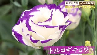 32歳のトルコギキョウ農家さん（＃信州花活 ～ヤポンの花農家探訪～ / 2020年10月16日）