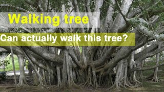 Walking palm tree can actually walk?| socratea exorrhiza