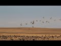 Saskatchewan Field Duck Hunt