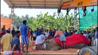 ഒളരിക്കര കാളിദാസൻ യാത്രയായി. ഇനി ആരവങ്ങളില്ലാത്ത കോടനാടിന്റെ മണ്ണിൽ അന്ത്യ വിശ്രമം