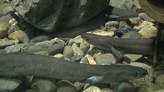 Saitama(Public) Aquarium さいたま水族館 ニホンウナギ　Japanese eel