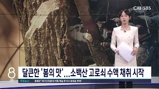 '뼈에 이로운 달큰한 맛'..봄기운 머금은 소백산 고로쇠수액 채취 시작