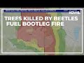 Trees killed by bark beetles helping fuel forest fires