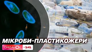 Переробка пластику бактеріями: відкриття вчених, яке змінить майбутнє