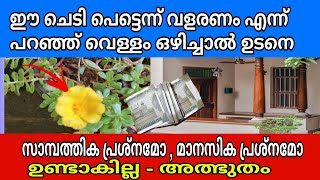 വളരണം എന്ന് പറഞ്ഞ് ഈ ചെടിക്ക് വെള്ളം ഒഴിച്ചാൽ പെട്ടെന്ന് ധനം ഒഴുകി വരും !