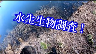 ゲンゴロウやらサンショウウオやらとりあえず水生生物が捕りたい【ガサガサ】