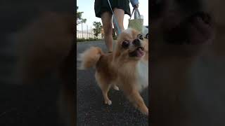 Chihuahua so happy to go for a walk that he can't help but smile