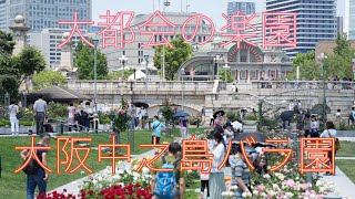 大都会のオアシス「大阪中之島バラ園」