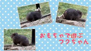 【wombat】おもちゃで遊ぶフクちゃん☆(He plays with toys)