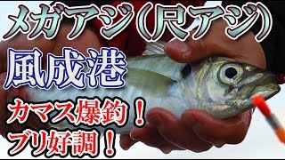 メガアジ 尺アジ カマス爆釣！ ブリ好調！ 臼杵 風成港（かざなしこう）大分の釣り場 釣りガールも安心の堤防