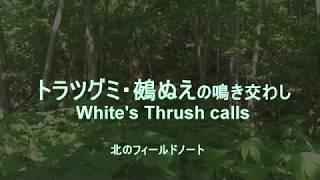 鵺・ぬえの声・トラツグミWhite's Thrush Calls