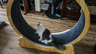 The biggest cat toy you've ever seen - Cat Exercise Wheel