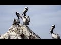 BALLESTAS ISLANDS. ADVENTURE TRAVEL IN PERU