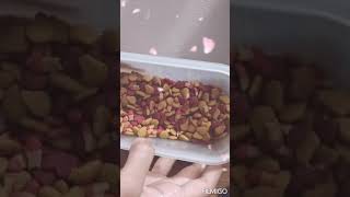 Smart heart cat food review 480 gm