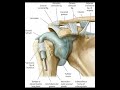 shoulder joint and its ligaments shorts