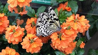 昆虫館がある伊丹昆陽池公園にて、身近で危険な虫《サシガメ》に出会う